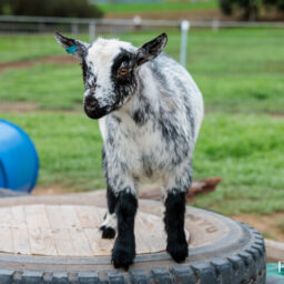 eagleburra-pygmy-goat-stud-0001