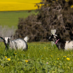 pygmy-goat-eagleburra-stud-0003