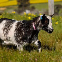 pygmy-goat-eagleburra-stud-0011