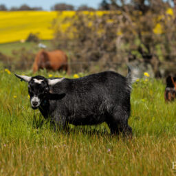pygmy-goat-eagleburra-stud-0013