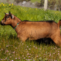 pygmy-goat-eagleburra-stud-0020