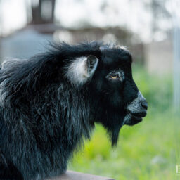 pygmy-goat-eagleburra-stud-0024