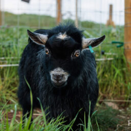 pygmy-goat-eagleburra-stud-0028
