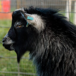 pygmy-goat-eagleburra-stud-0034