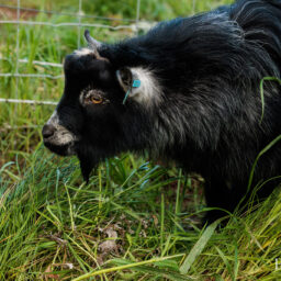 pygmy-goat-eagleburra-stud-0036