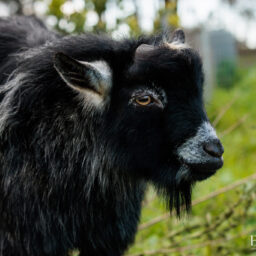 pygmy-goat-eagleburra-stud-0037