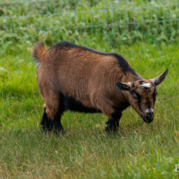 pygmy-goat-eagleburra-stud-0095